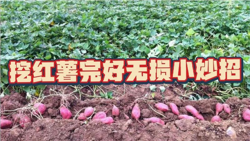 红薯地里的阳光与泥土香？