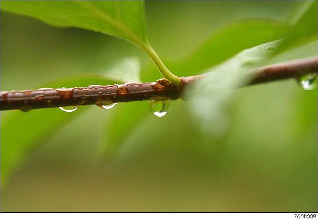 雨的旋律，心灵的洗涤…