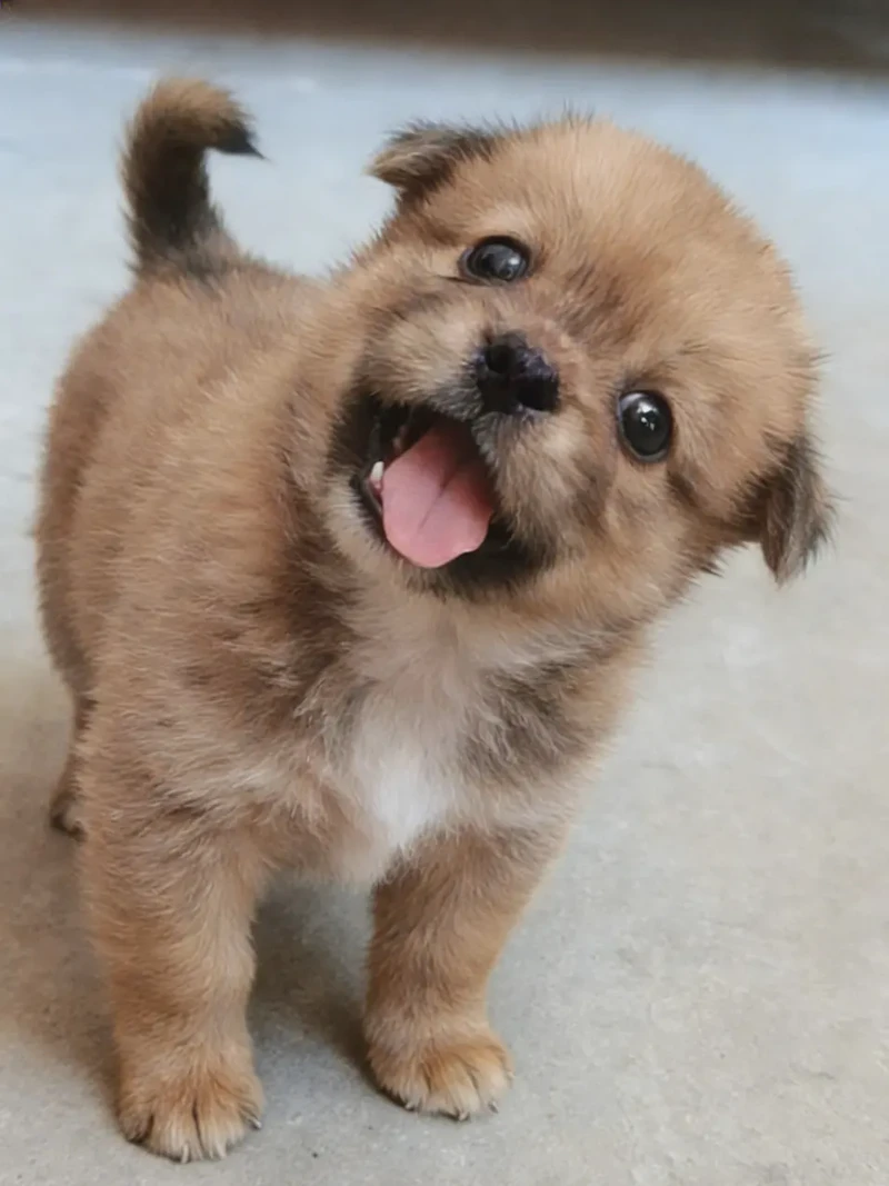 遇见一只可爱的小狗! 遇见一只可爱的小狗!