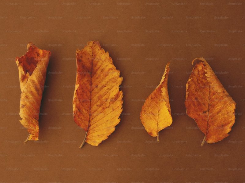 秋风起，落叶舞