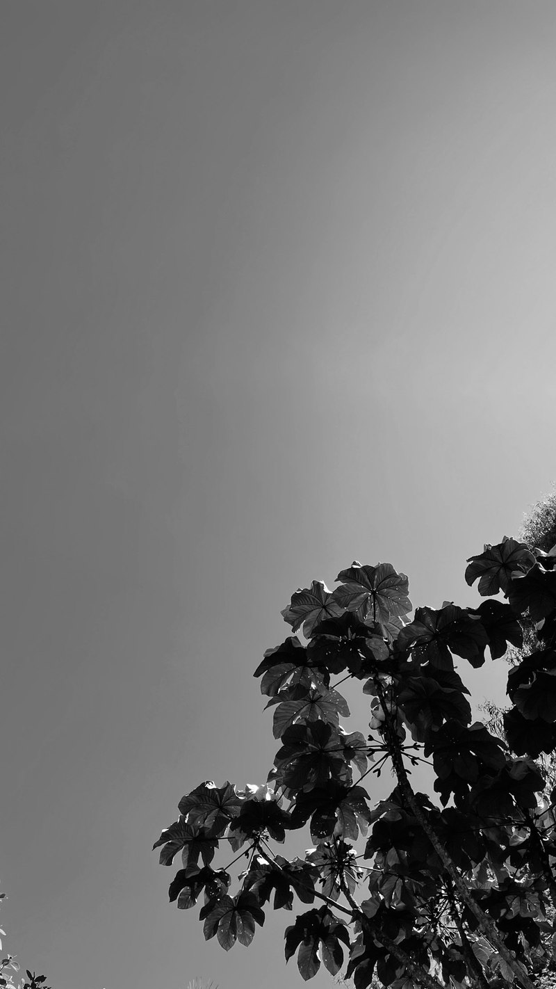 我是树,今天在日记里说说话 我是树,今天在日记里说说话