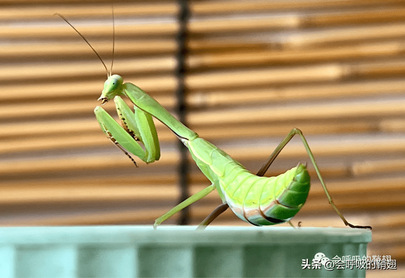 阳台上的“隐形刺客”|我的螳螂观察日记 阳台上的“隐形刺客”|我的螳螂观察日记