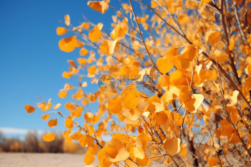 树叶在风里打了个滚，我就知道秋天来了…