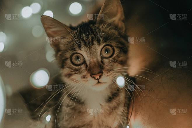 被一只叫糯米的猫治愈的周末…