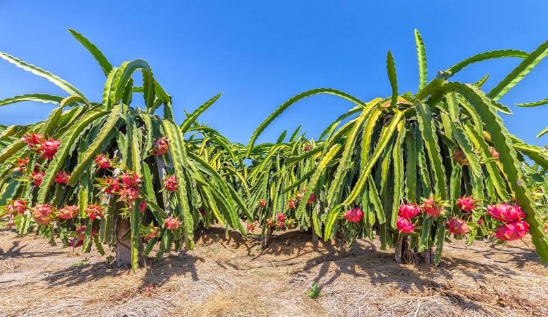 与火龙果的对话！