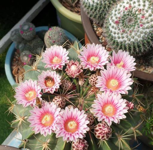 那颗“带刺”的家伙，今天居然开花了？