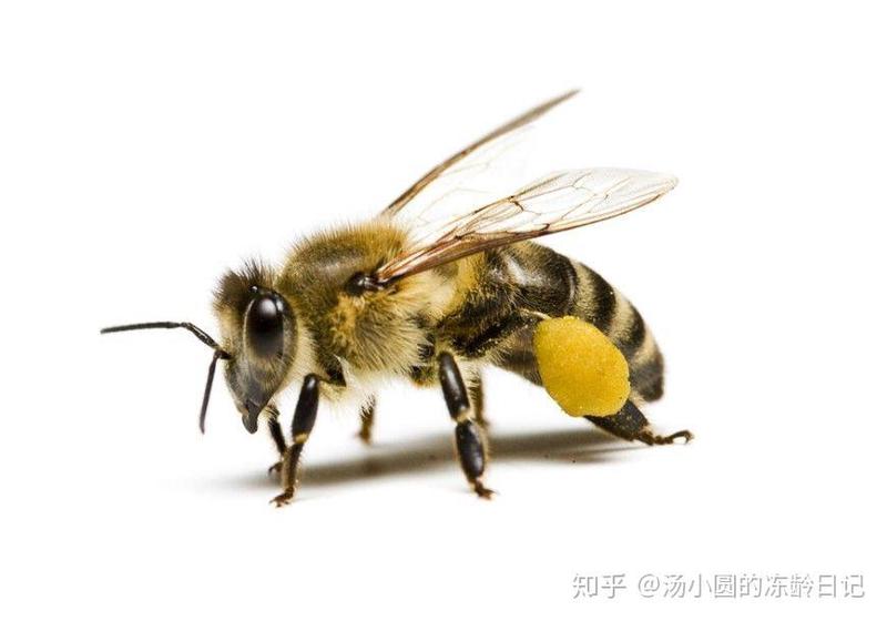 今天,我跟蜜蜂“对上了眼”! 今天,我跟蜜蜂“对上了眼”!