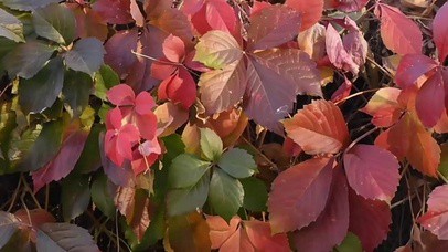 爬山虎观察日记丨绿色的攀登者