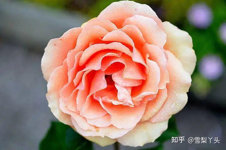 轻吟古韵，细数情话·—唯美古风情话大全