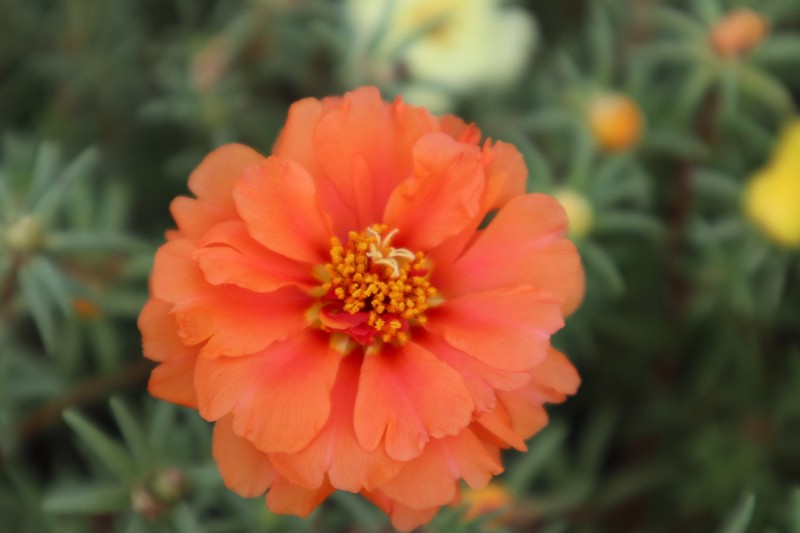 观察日记太阳花? 观察日记太阳花?