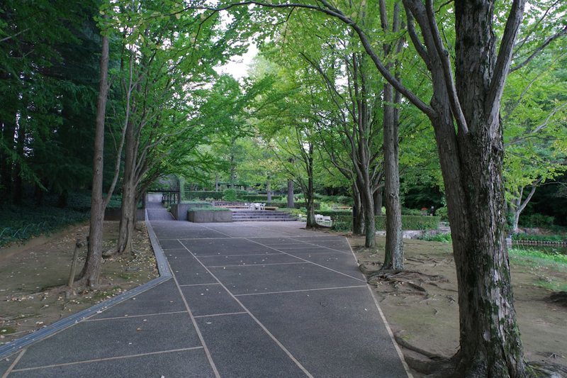 公园散步日记—一场与自然的对话