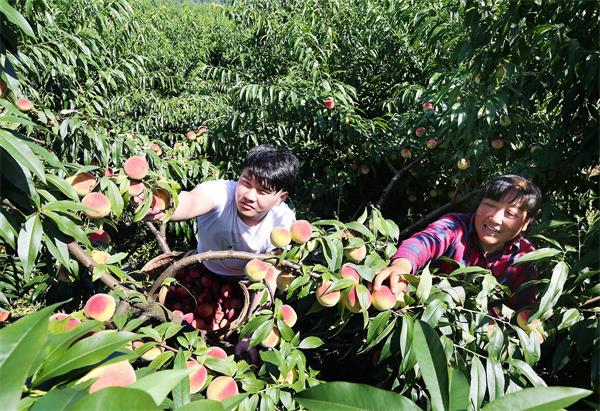 阳光下的桃子盛宴？