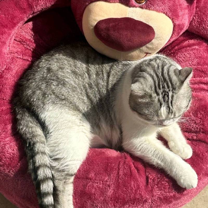 100句猫猫情话，句句戳中你的心？