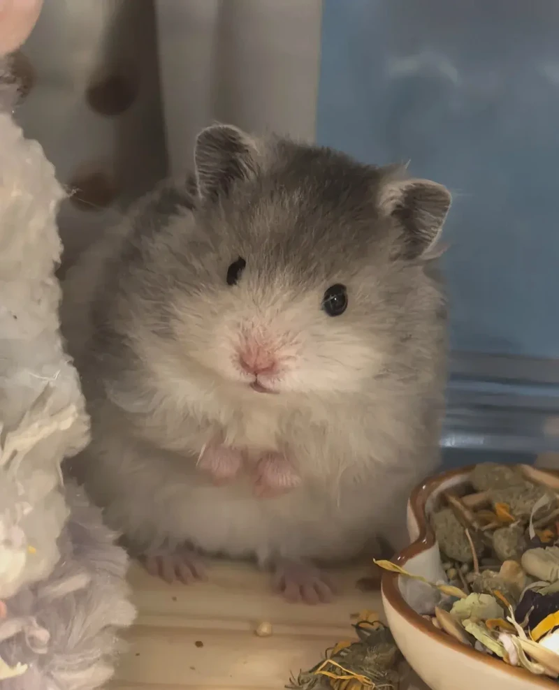 观察日记小仓鼠…