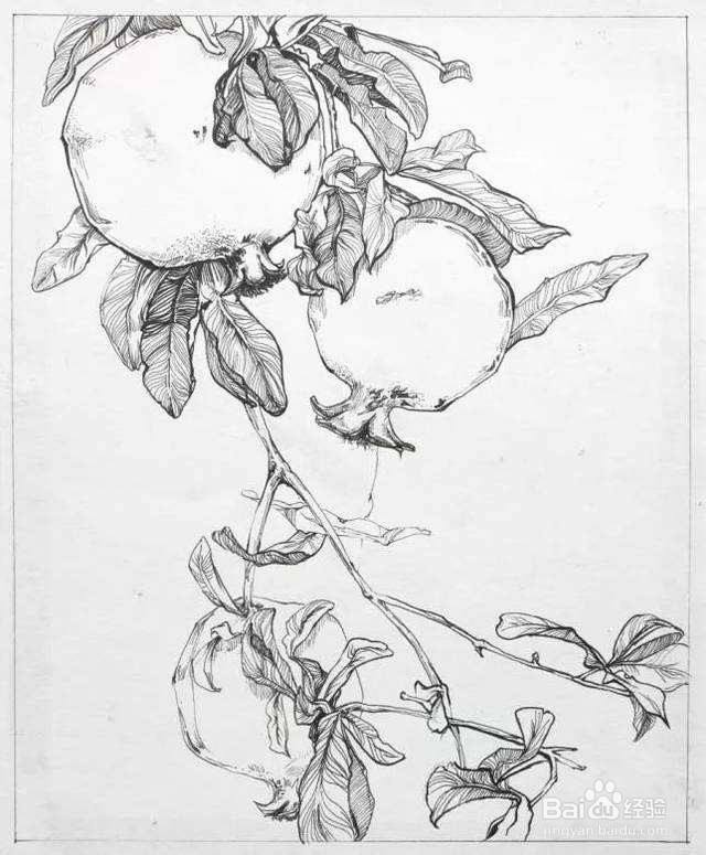 阳台上的小惊喜|一株向日葵的成长日记 阳台上的小惊喜|一株向日葵的成长日记