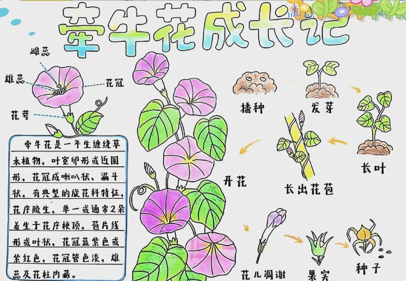 牵牛花观察日记—晨曦中的绽放