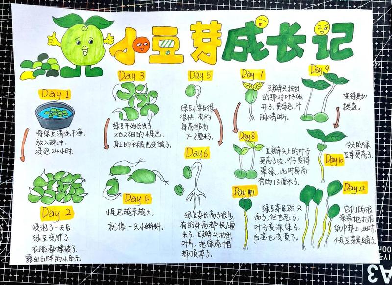 花生成长记｜从播种到收获的点点滴滴