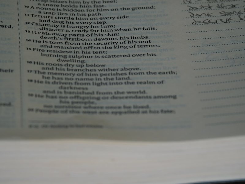 含羞草的“小脾气”今天又发作了！