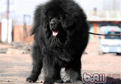 藏獒日记—被大黑“霸占”的一天