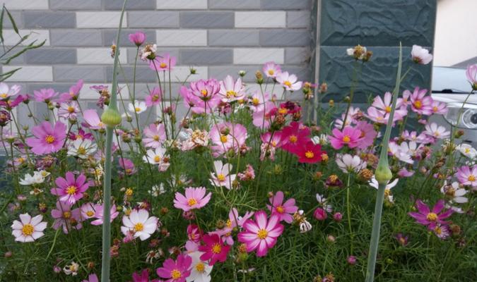 波斯菊的观察日记：从种子到花海