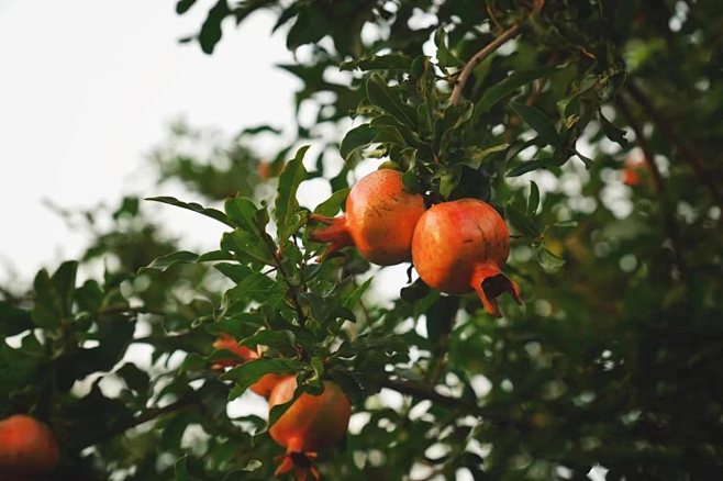 石榴的观察日记：一颗果子的四季故事