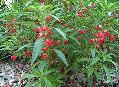 阳台上的小粉花·凤仙花观察记