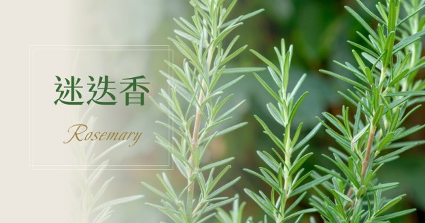 迷迭香的香气里？