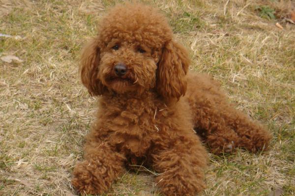 泰迪狗的日常观察日记？