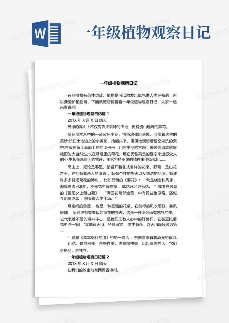 玫瑰花的温柔绽放？