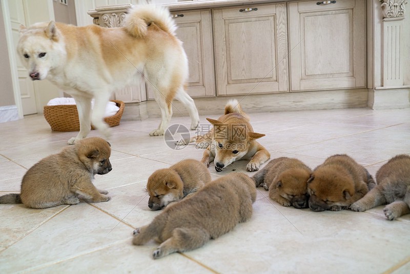 猫狗情话·温柔与忠诚的浪漫告白