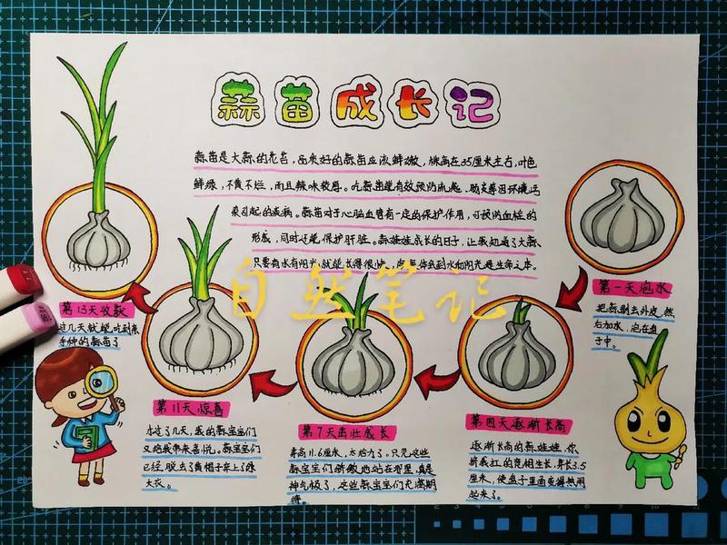 蒜苗的春日探秘？