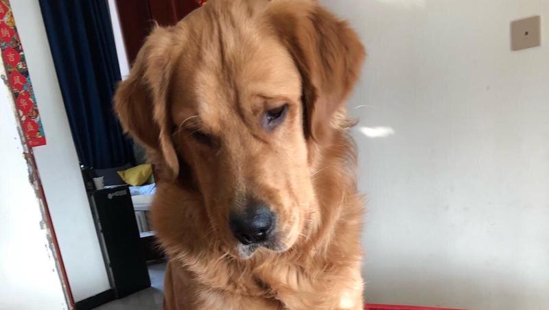 主播情话丨人狗相依的温暖直播间