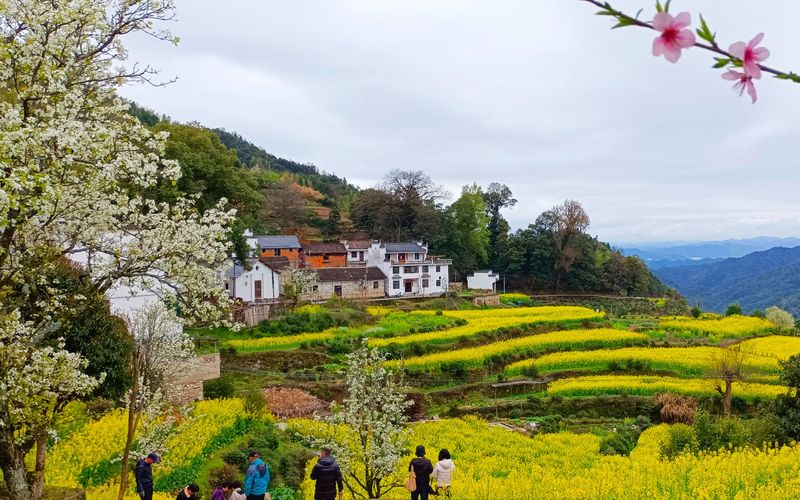 春日里的金色诗篇…