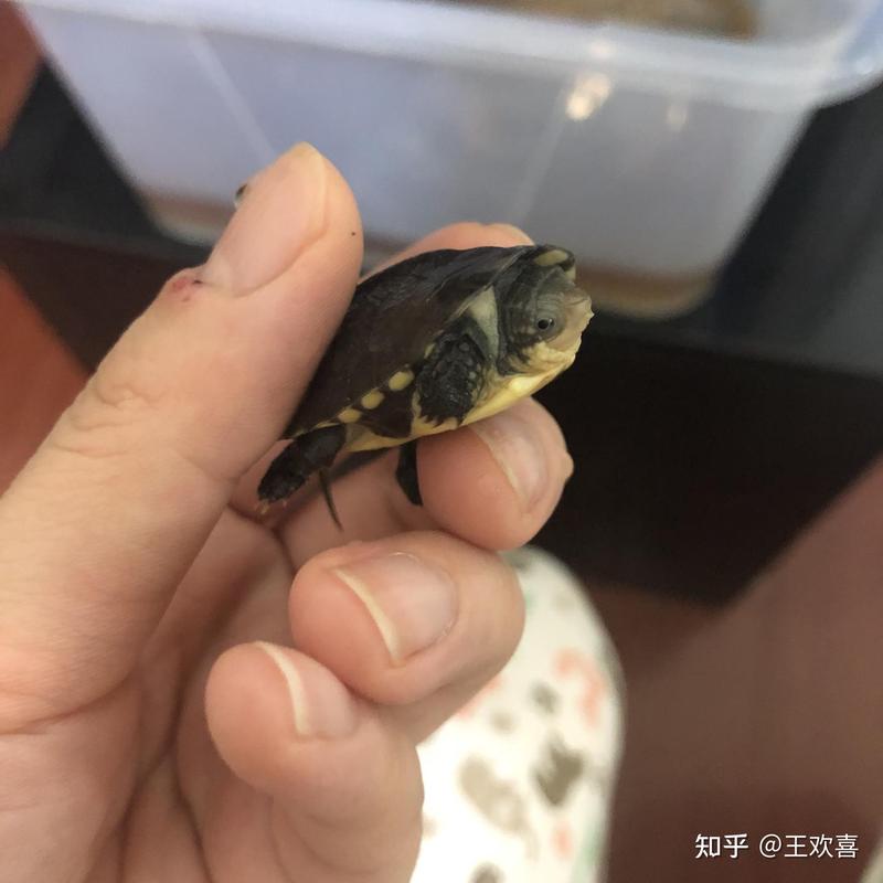 乌龟，我的小守护者…