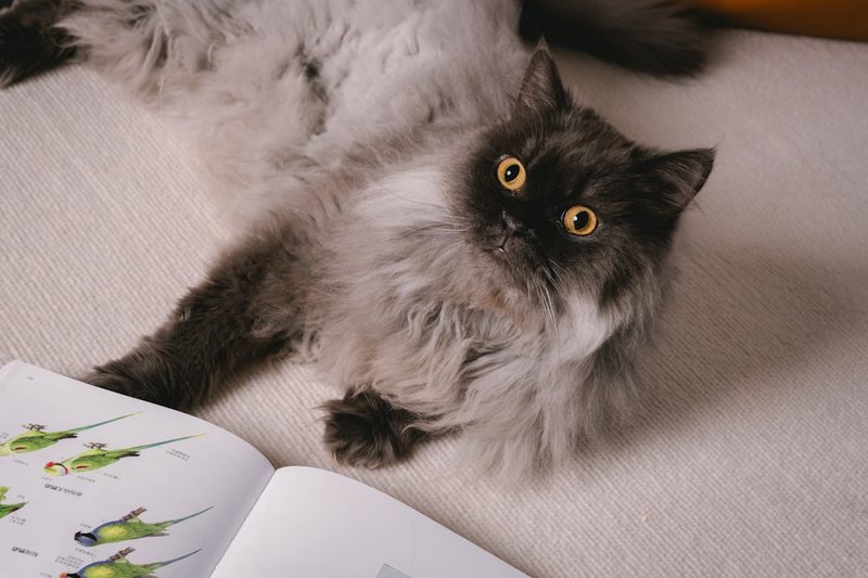 今天在绿狗山庄，我居然听见了猫的诗？