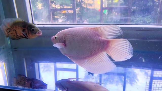 小鱼的生日惊喜！