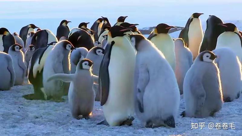 南极的清晨丨帝企鹅的一天
