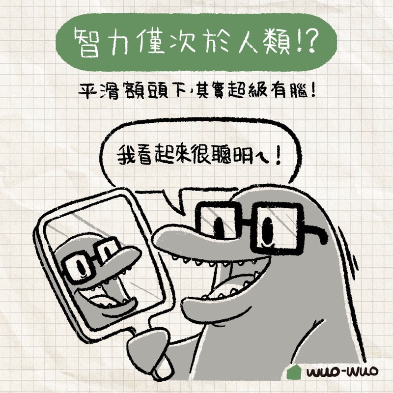 海豚情话·写给浪漫的你