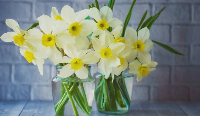 水仙花开，心情也跟着明媚起来？