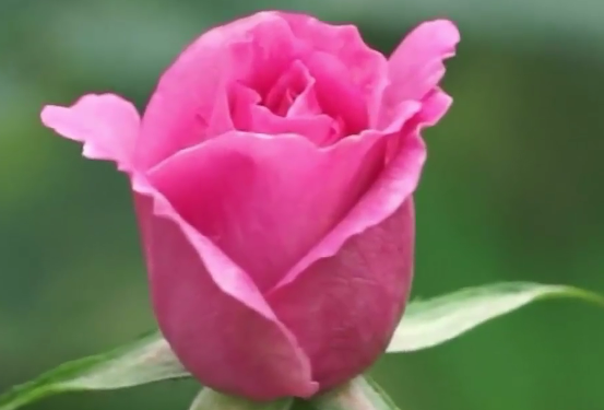 星子落在你睫毛上的那刻，我终于学会说情话…