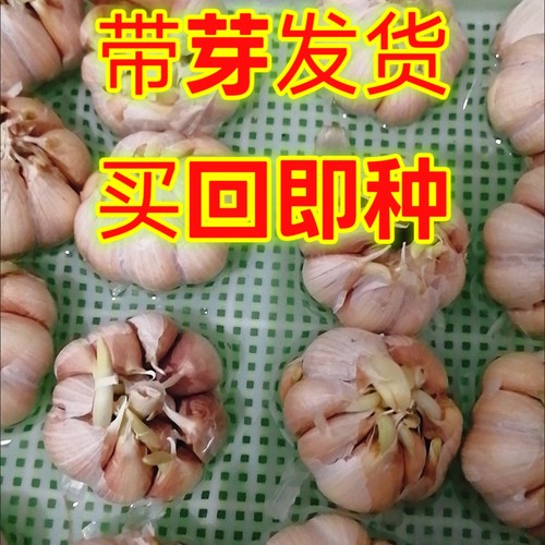 蒜瓣的奇幻漂流·水养大蒜的奇妙观察 蒜瓣的奇幻漂流·水养大蒜的奇妙观察
