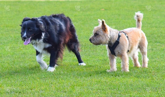 猫与狗的情话｜凯利的温柔告白
