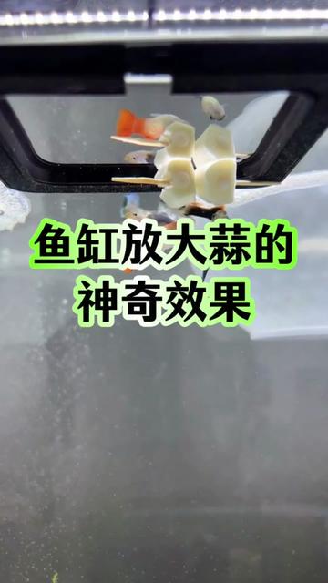 泡大蒜的第三天，我有点上头了！