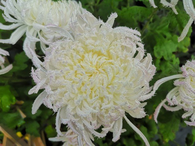 秋日的诉说·菊花的日记