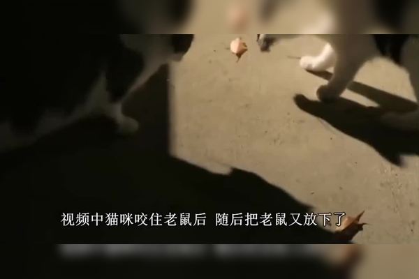 我家那场猫鼠大战，真是又好笑又揪心…