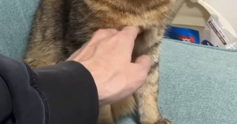 雨后的阳光与小猫的午后…