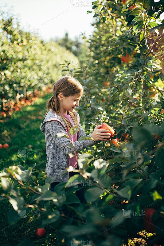 秋日里的甜蜜收获! 秋日里的甜蜜收获!
