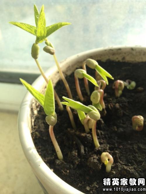 绿意盎然的小小奇迹？