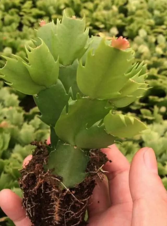 蟹爪兰的美丽绽放…