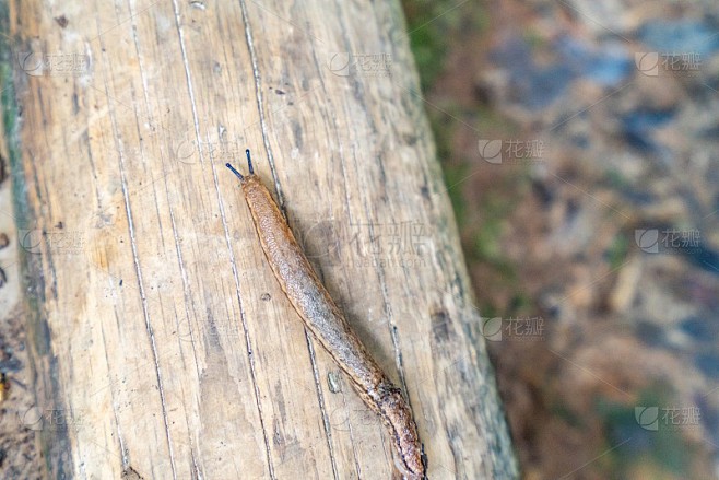 半夜听见的“蝈蝈演唱会”！